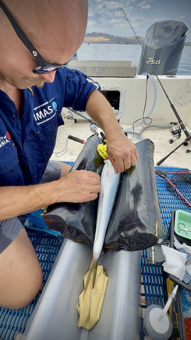 Barrett Wolfe tagging a fish on a padded cradle on a boat's deck