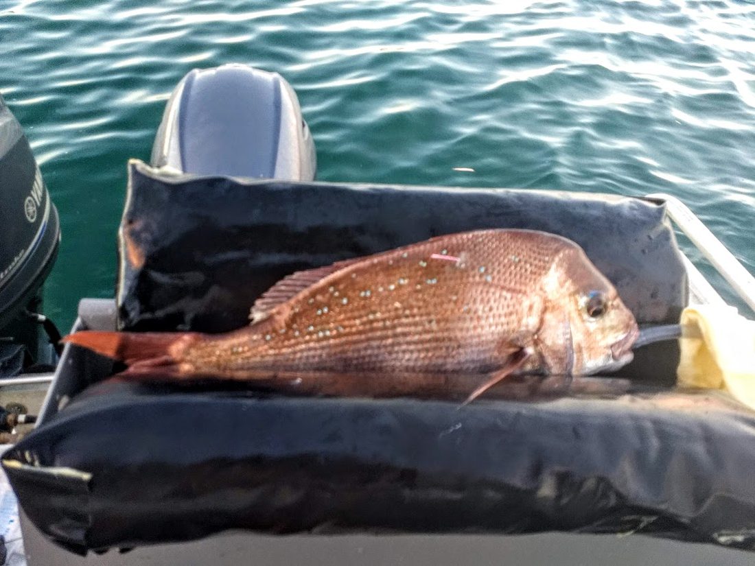 A snapper on a padded tagging cradle on a boat