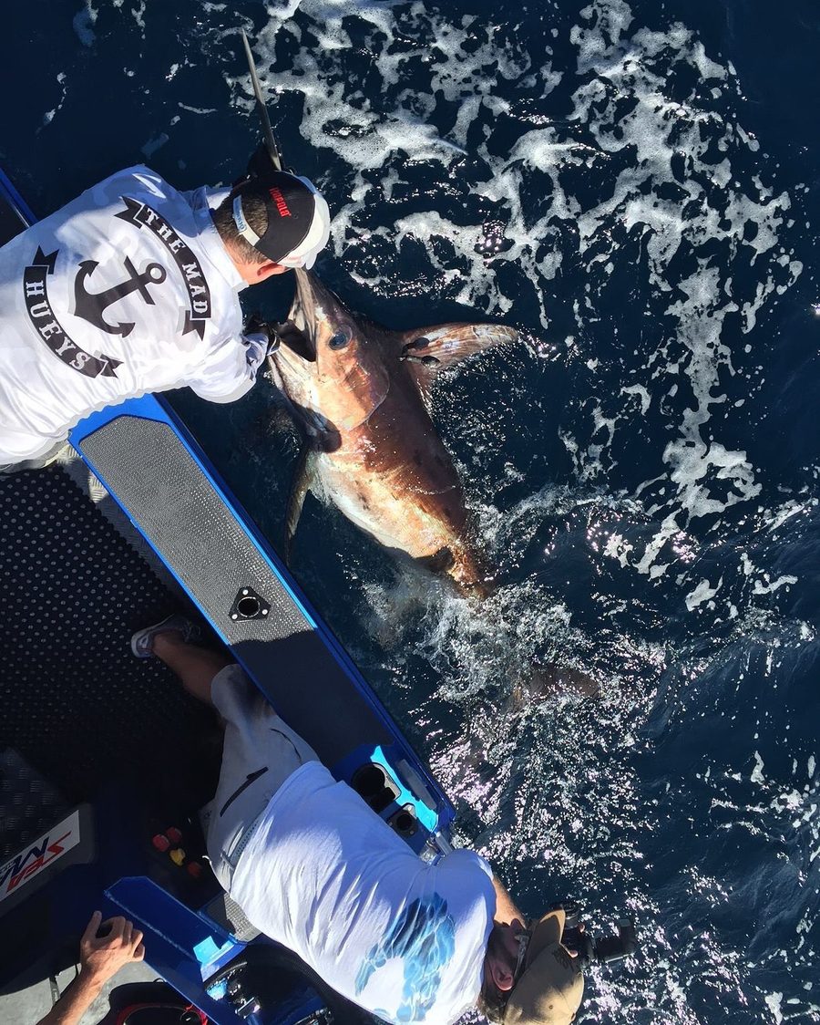 Anglers holding a swordfish alongside the boat while a satellite tag is attached