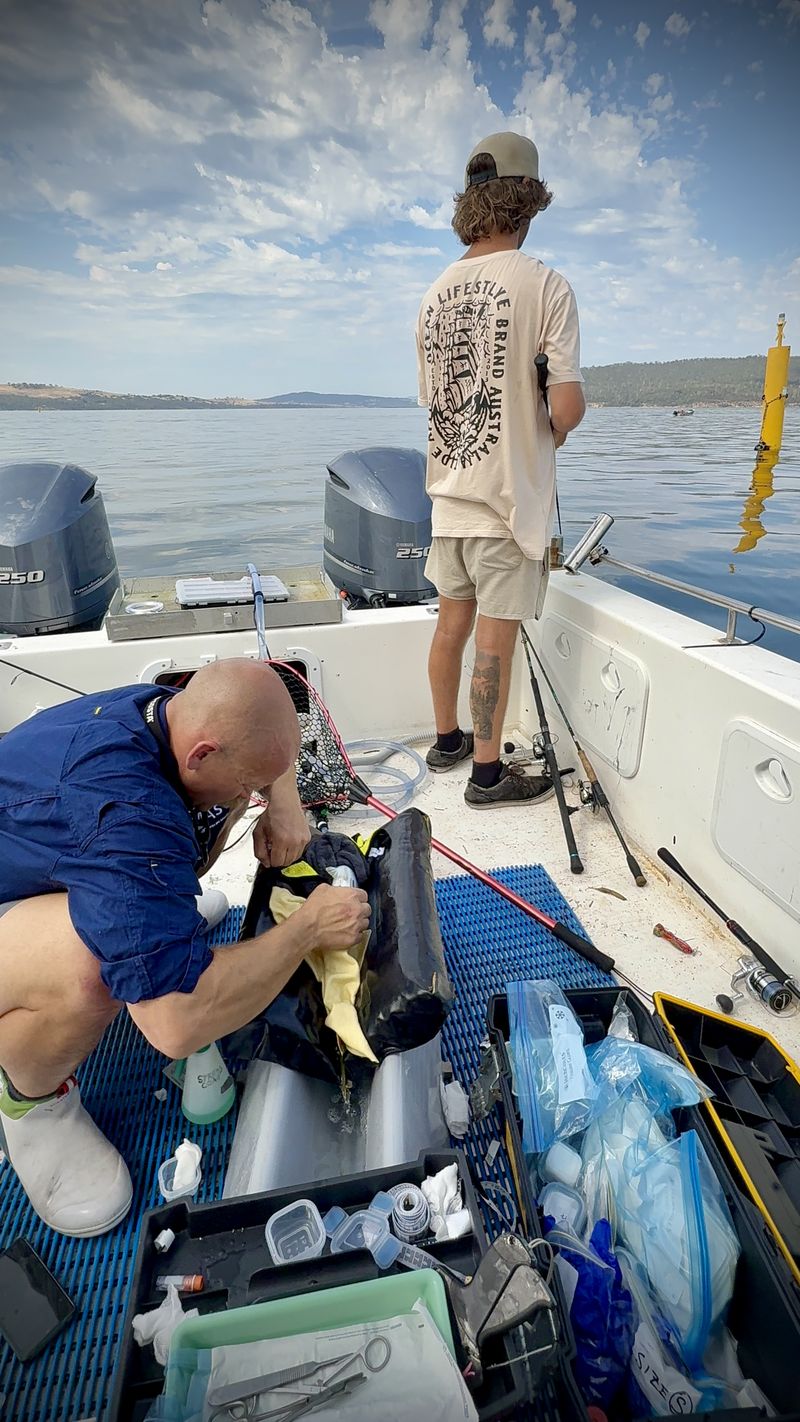 Barrett Wolfe implanting an acoustic tag on the deck while a student fishes from the stern